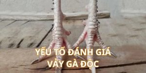 Yếu tố để đánh giá các loại vảy gà đá độc đáo