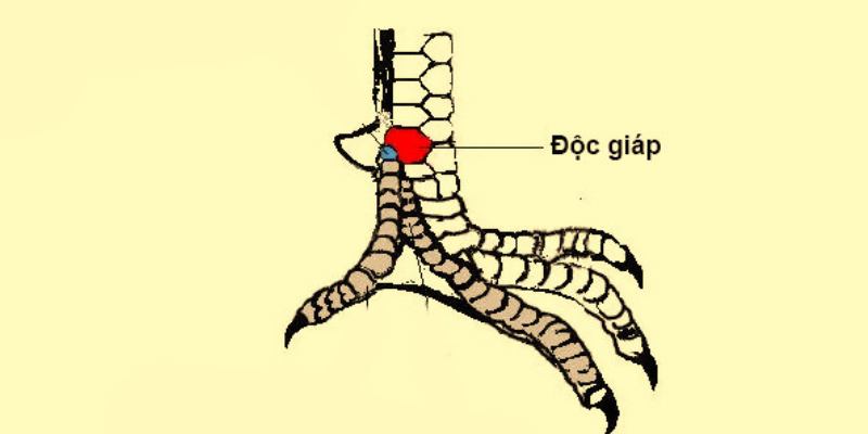 Độc giáp vảy có vẻ ngoài rất dễ nhận biết