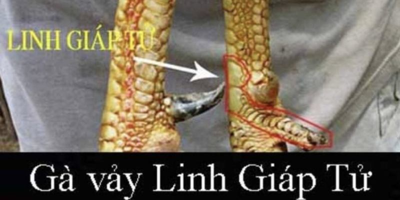 Linh giáp tử luôn thuộc top vảy gà đá độc đáo