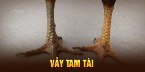 Vảy Gà Tam Tài