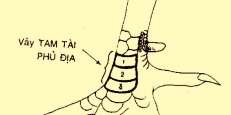 Hình ảnh vảy tam tài phủ địa